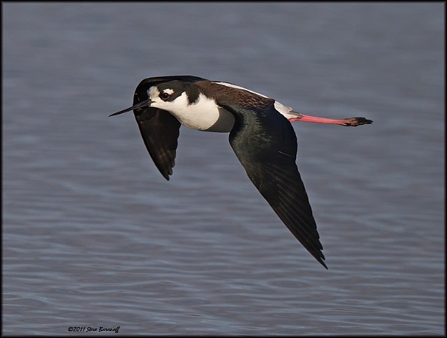 _1SB9266 black-necked stilt.jpg